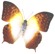 ButterflyImage