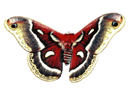 ButterflyImage